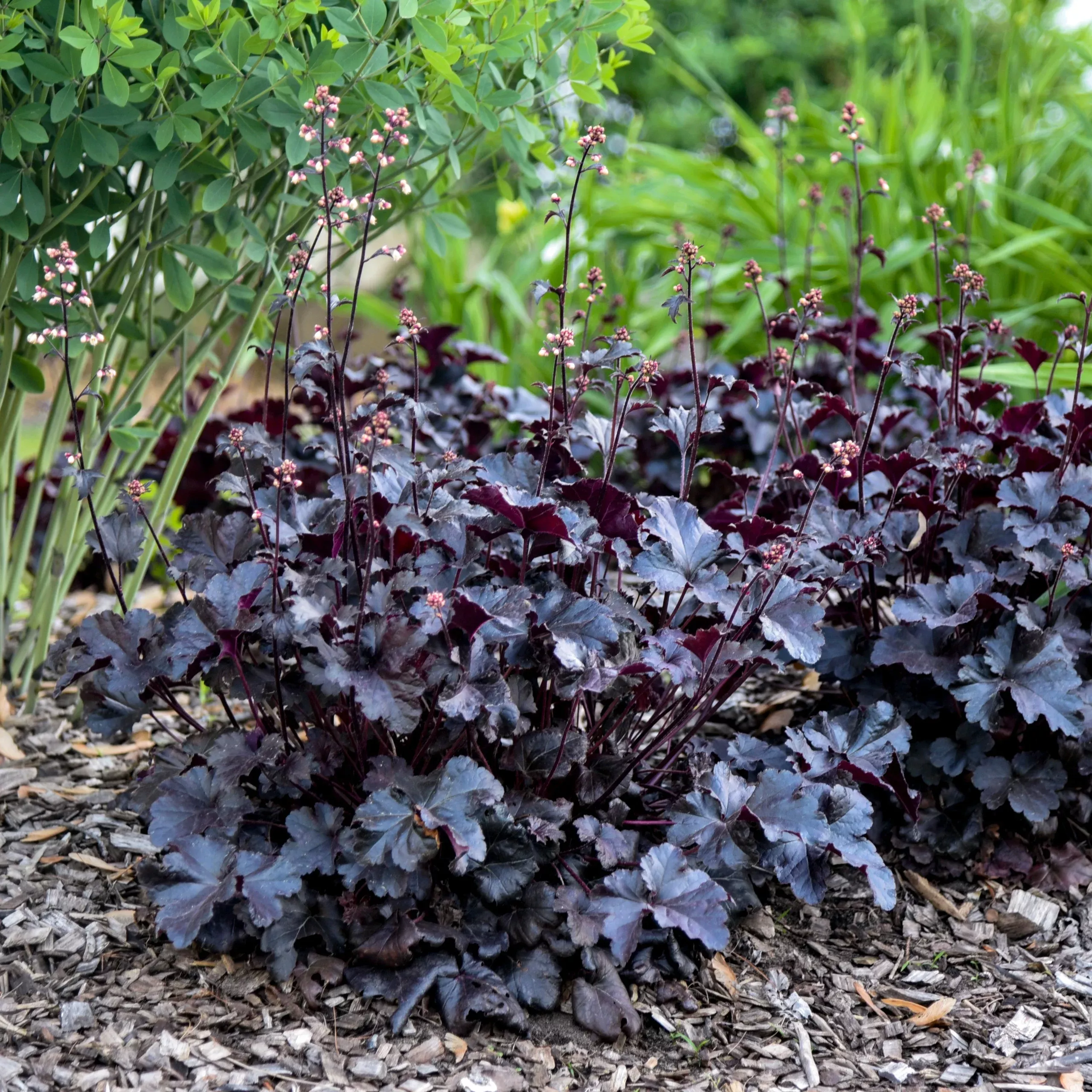 Heuchera ‘Black Pearl’ (PW)