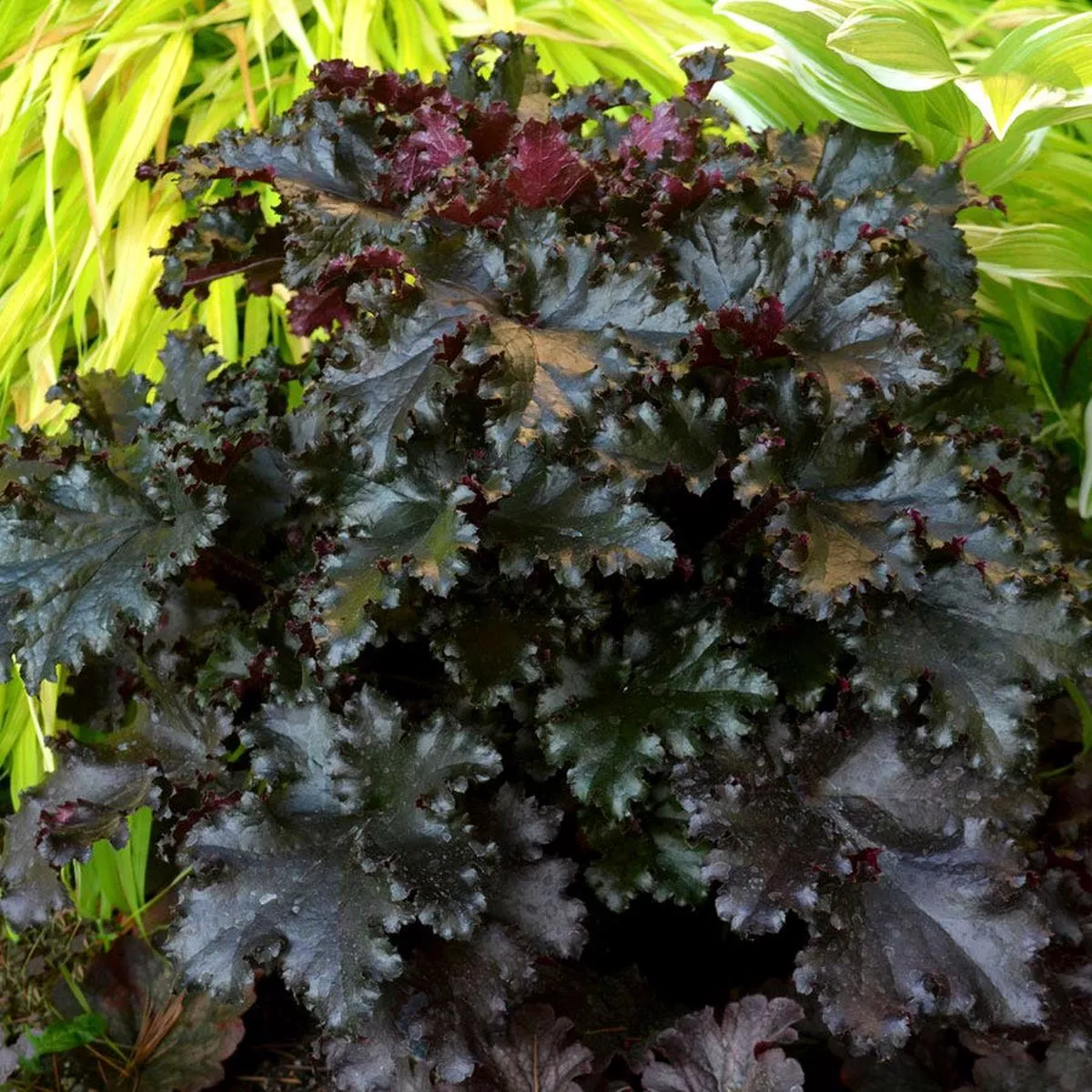 Heuchera ‘Black Taffeta’