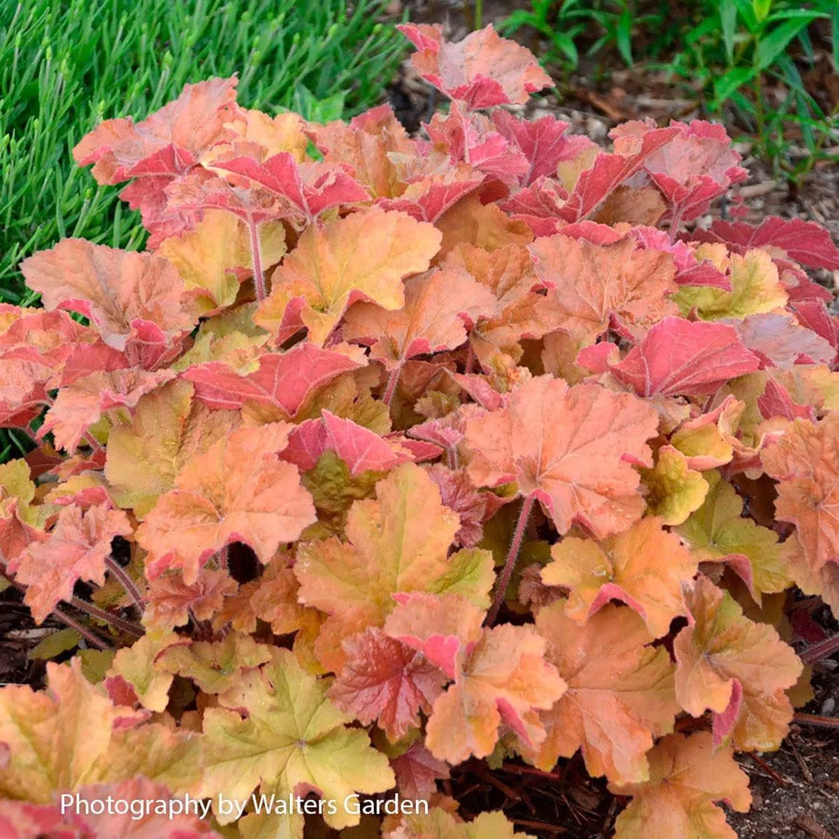 Heuchera ‘Caramel’ Coral Bells