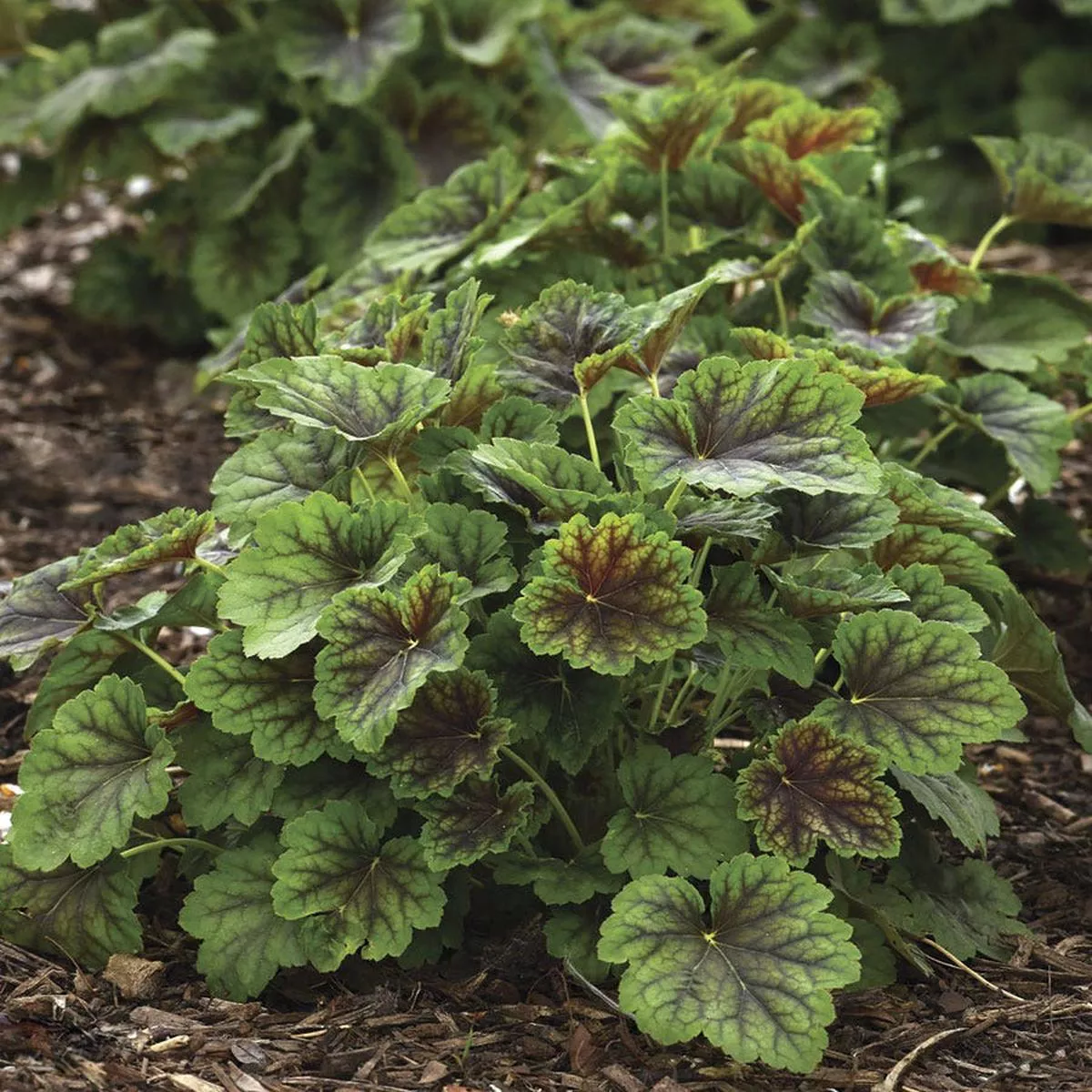 Heuchera Carnival Cocomint Coral Bells