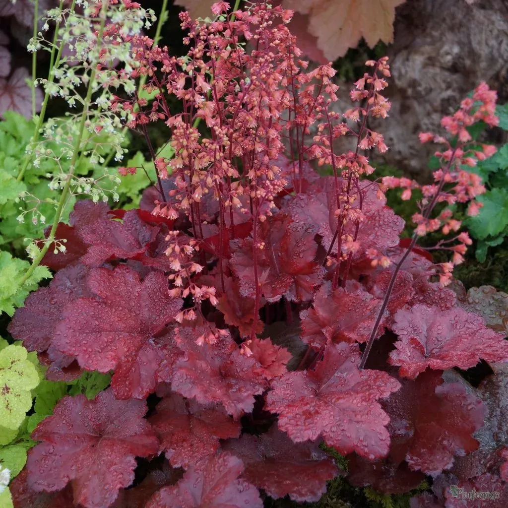 Heuchera Cherry Cola