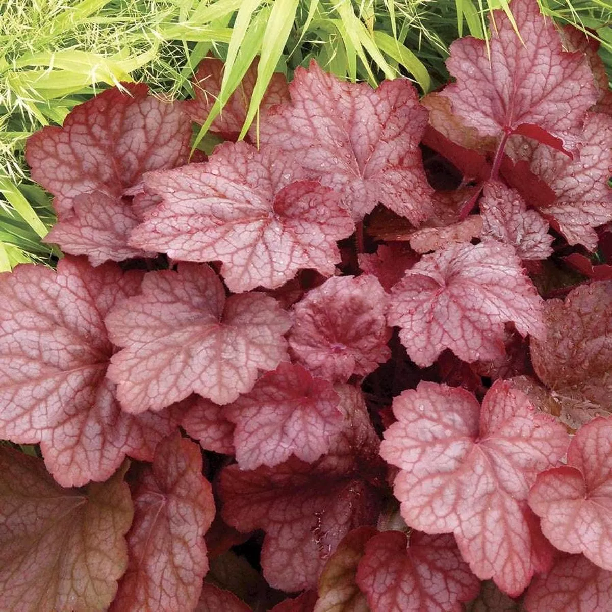 Heuchera ‘Georgia Peach’