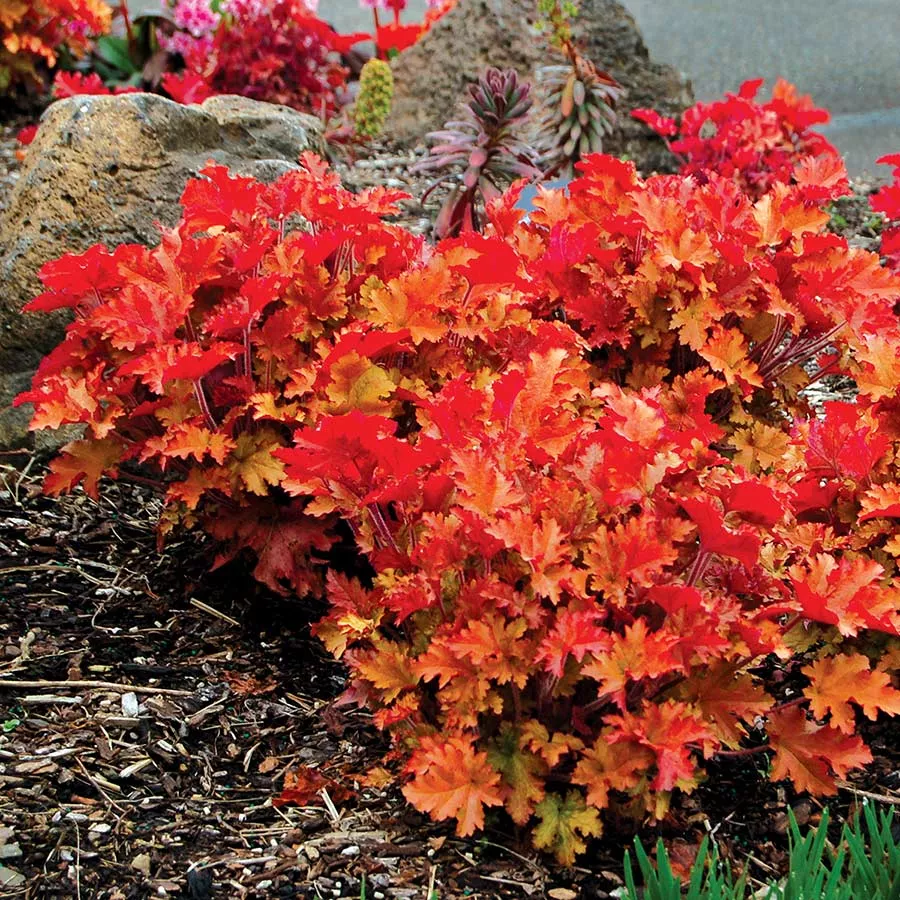 Heuchera ‘Marmalade’ – Coral Bells