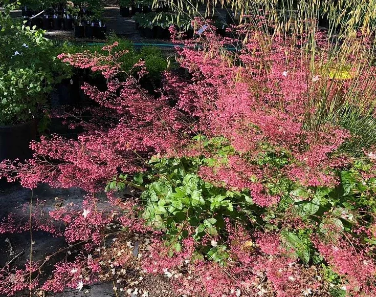Heuchera micrantha 'Martha Roderick' – Coral Bells