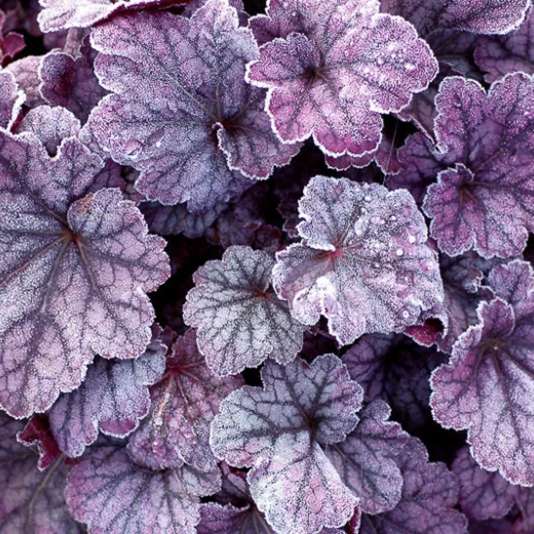 Heuchera ‘Sugar Plum’ Coral Bells