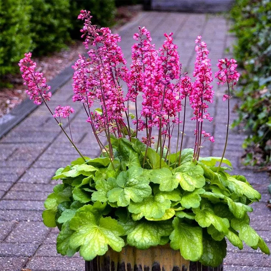 Heuchera ‘Timeless Glow’