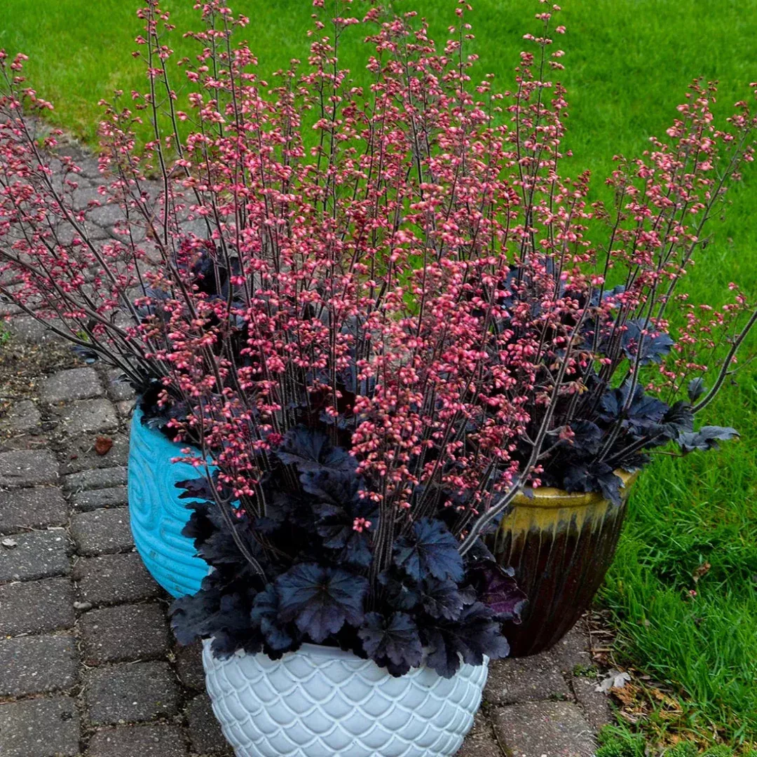 Heuchera ‘Timeless Night’ PPAF Coral Bells – [EG]