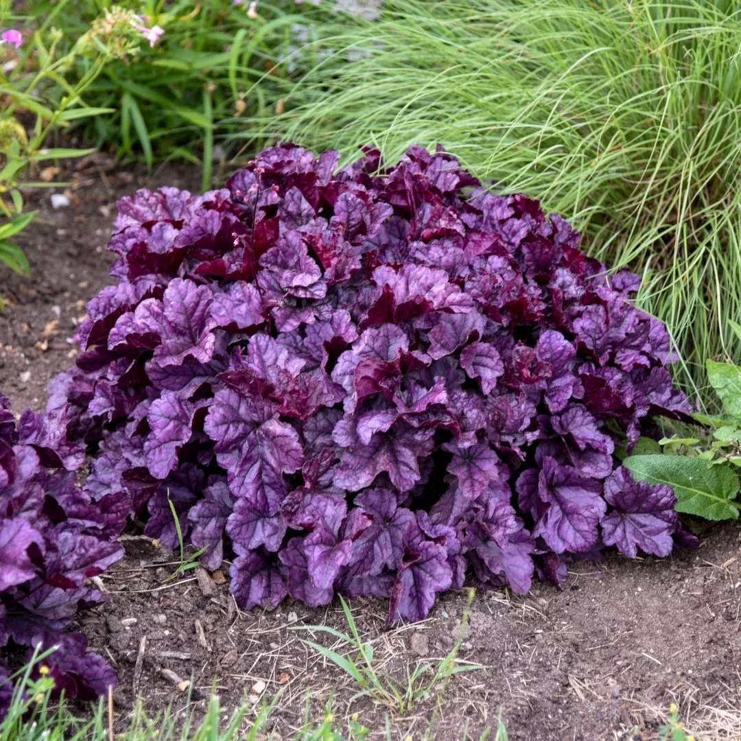 Heuchera ‘Wildberry’ (PW)