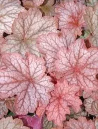 Heuchera X Villosa Georgia Peach