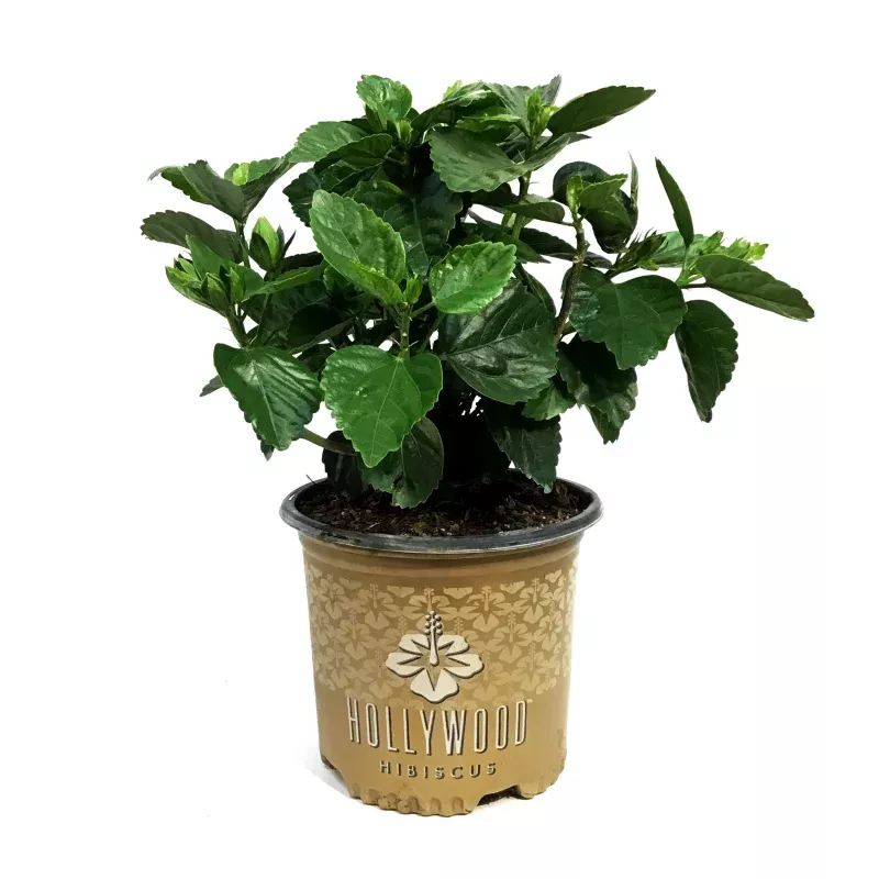 Hibiscus, 8in, Hollywood