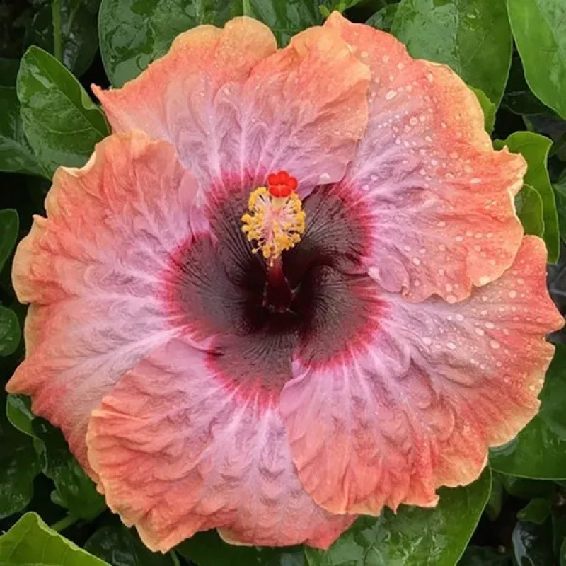 Hibiscus 'Moonstruck' (Hibiscus rosa-sinensis hybrid)