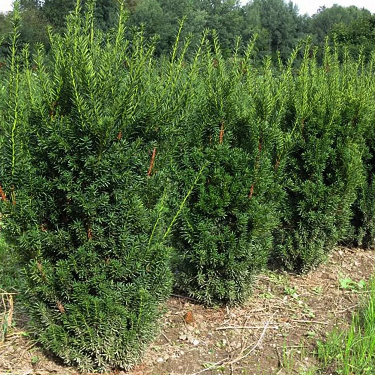 Hill’s Hybrid Yew