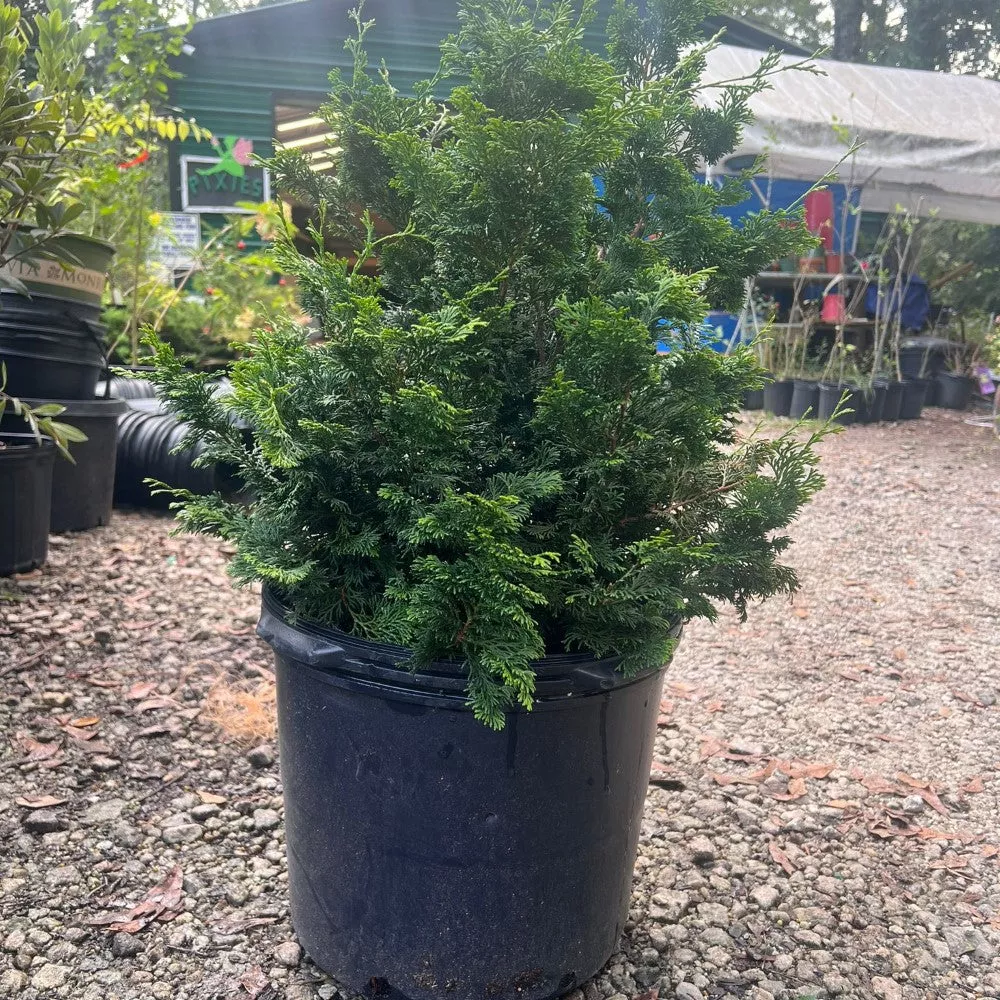 Hinoki Cypress Forest Tree – Dwarf Evergreen Conifer Display (Chamaecyparis obtusa)