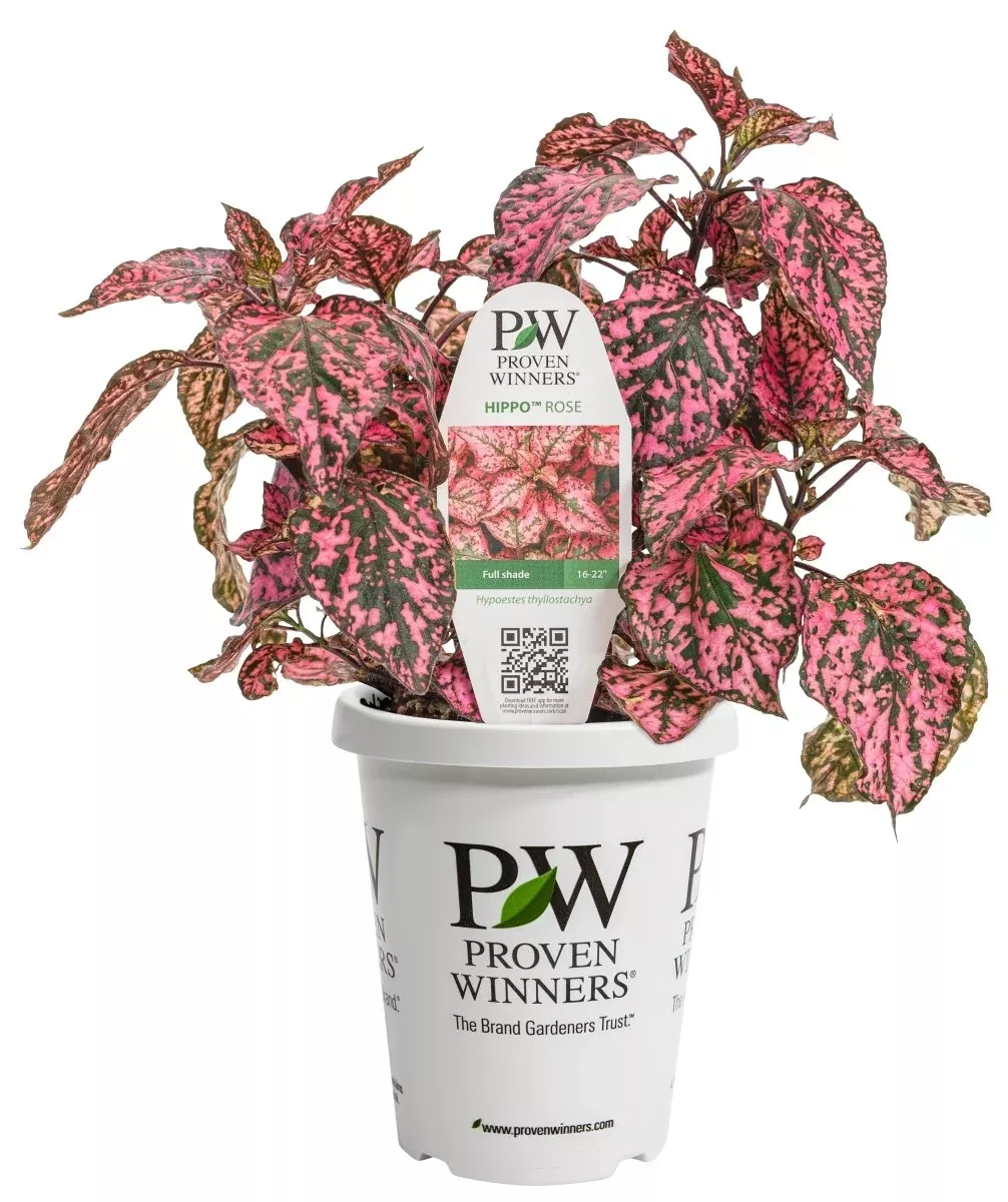 Hippo™ Rose Polka Dot Plant