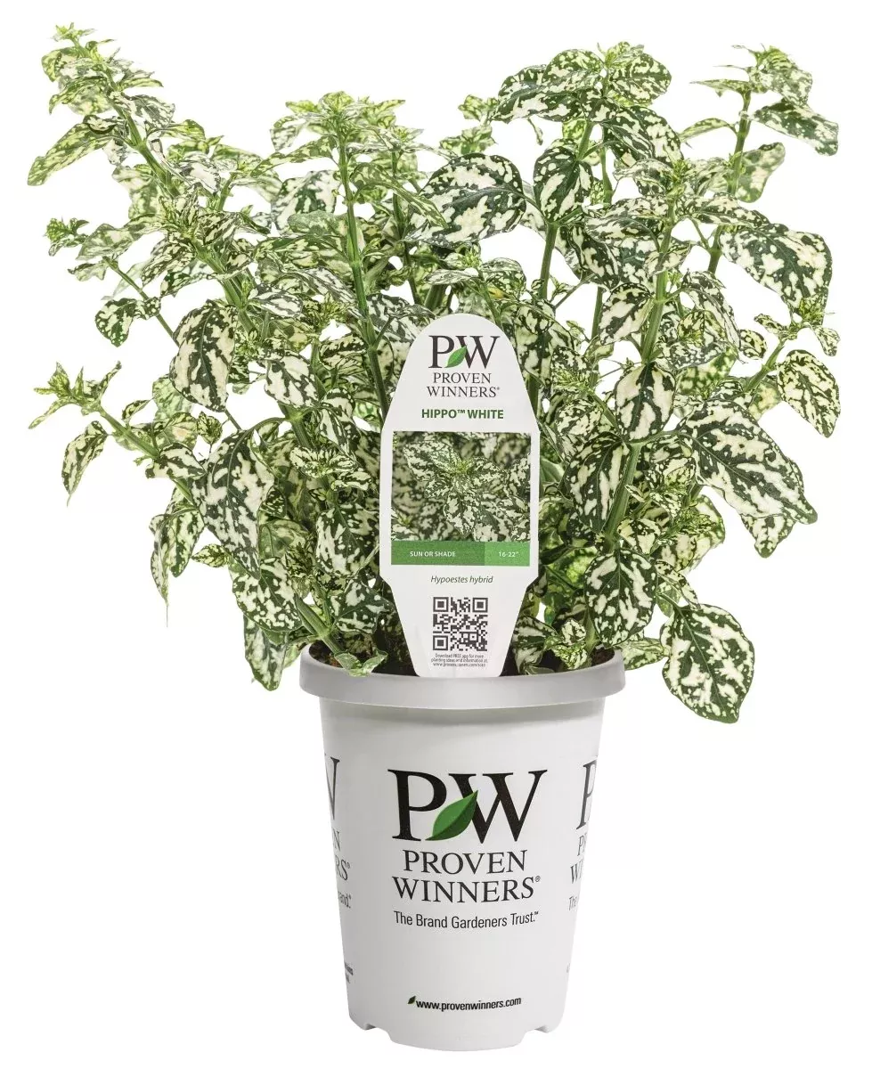 Hippo™ White Polka Dot Plant