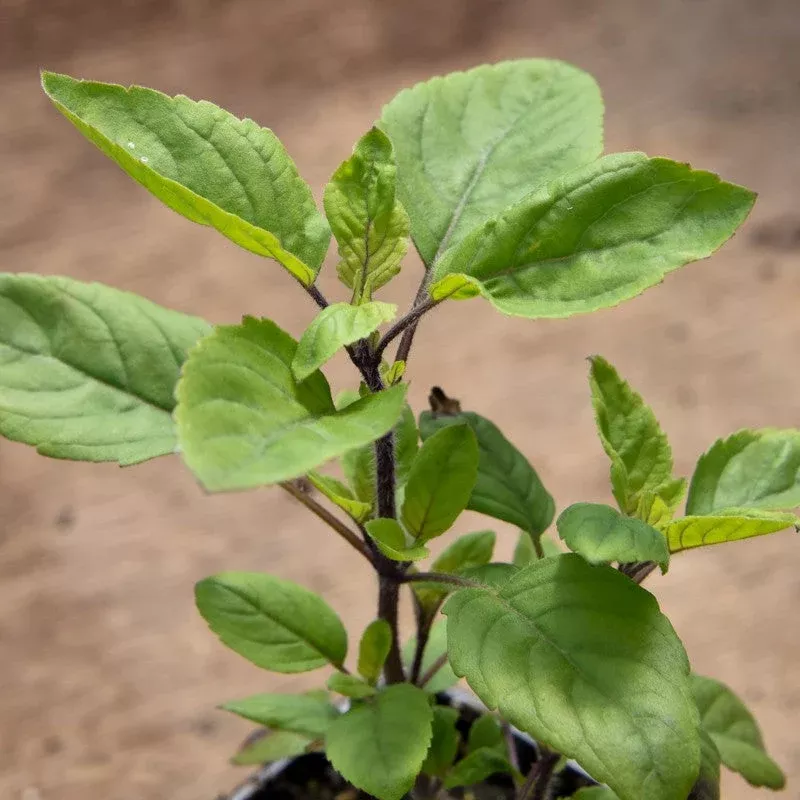 Holy Basil