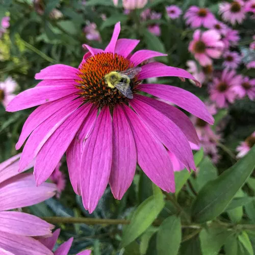 Honey Bee Flower Seed Mix