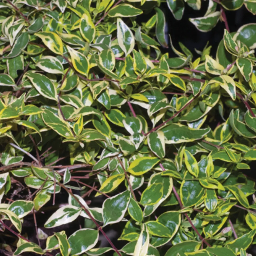 Hopley’s Abelia – Compact Variegated Fragrant Summer Shrub (Abelia × grandiflora ‘Hopley’s’)