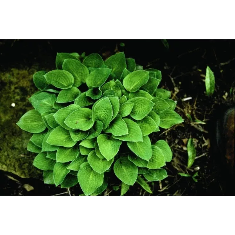 Hosta Baby Bunting