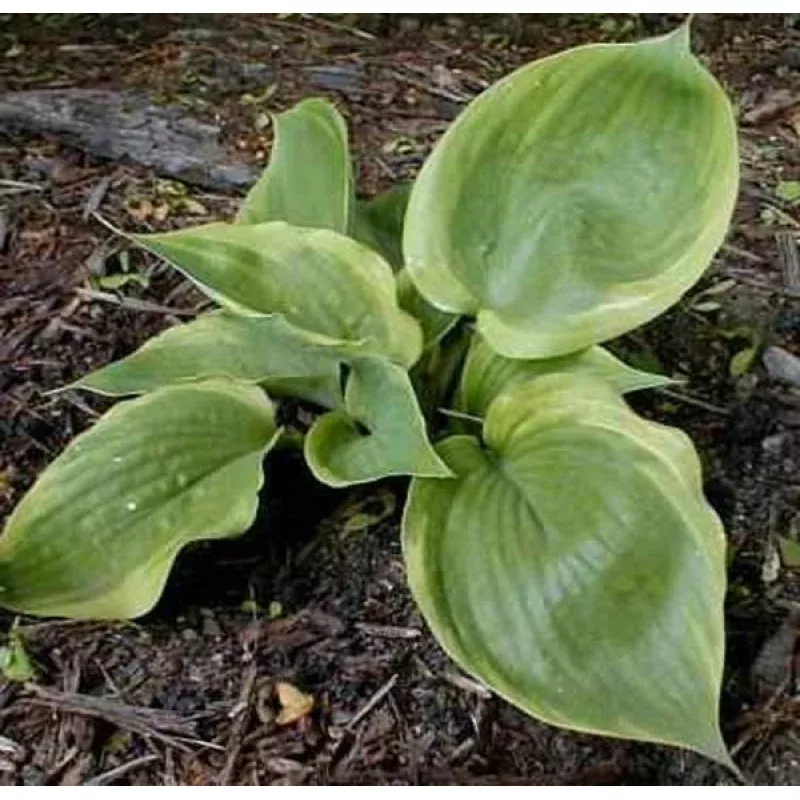 Hosta Eagles Nest