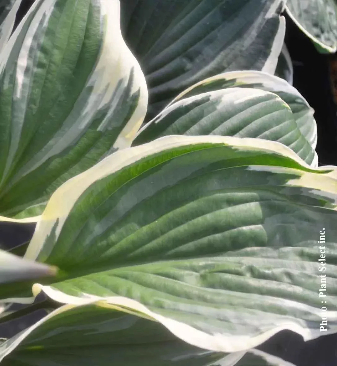 Hosta Francee