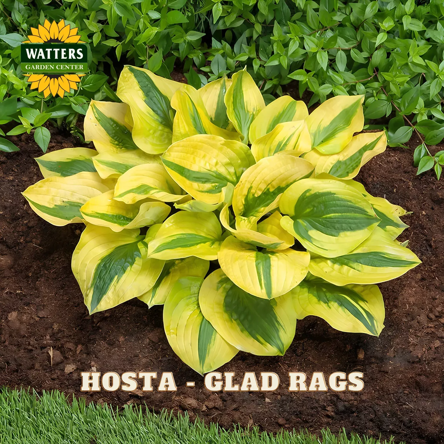 Hosta – Glad Rags