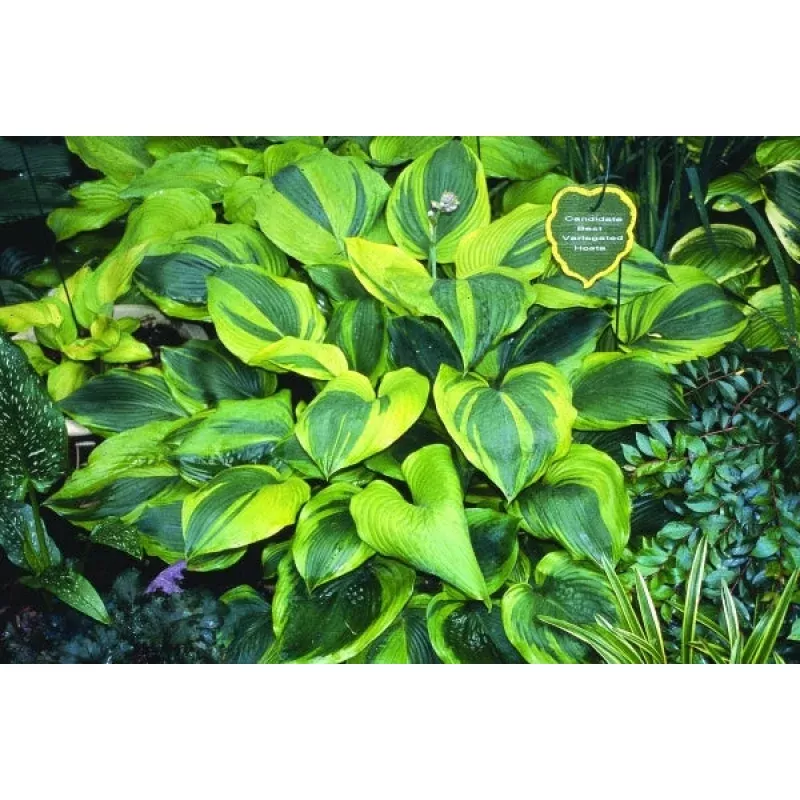 Hosta Jewel of the Nile