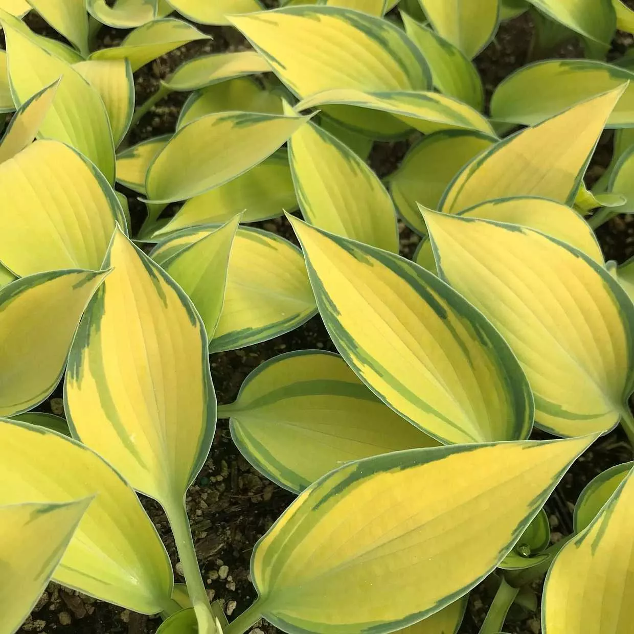 Hosta 'June' – Plantain Lily