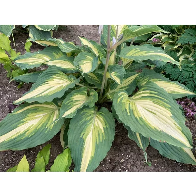 Hosta Love Story PP 34224