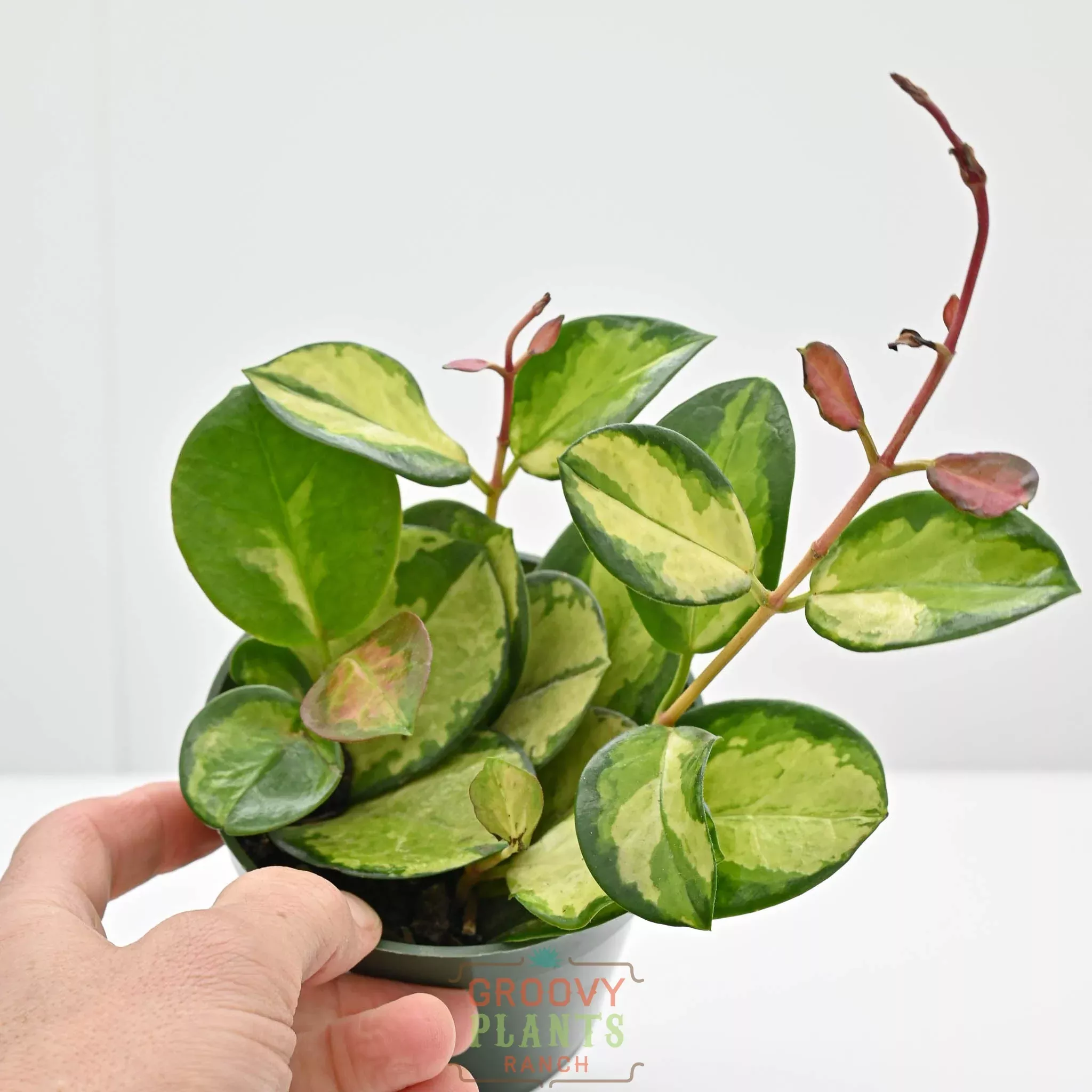 Hoya australis ssp. tenuipes 'Lisa' | Wax Plant