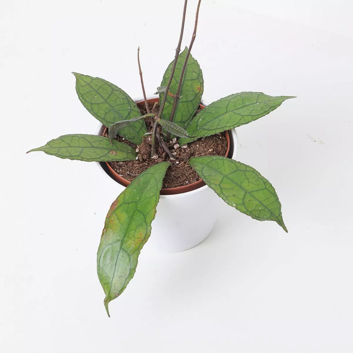 Hoya clemensiorum aff. 'Dark Red'