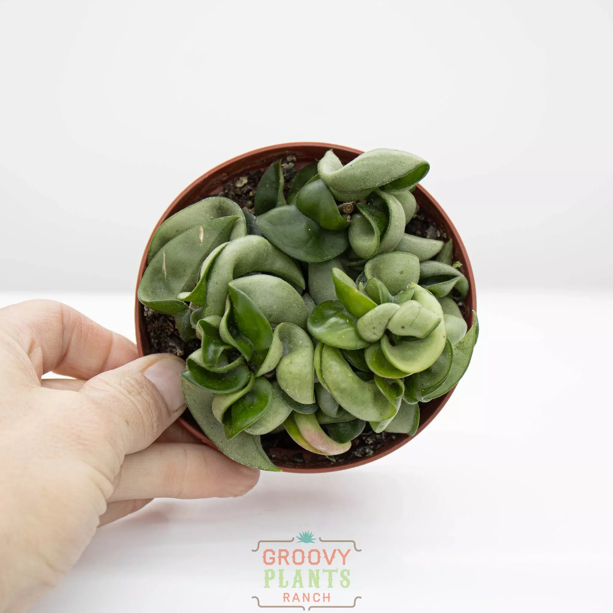 Hoya compacta | Hindu Rope