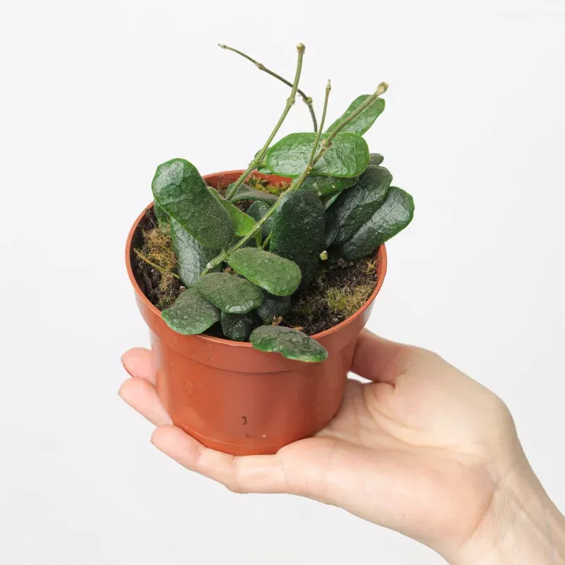 Hoya rotundiflora