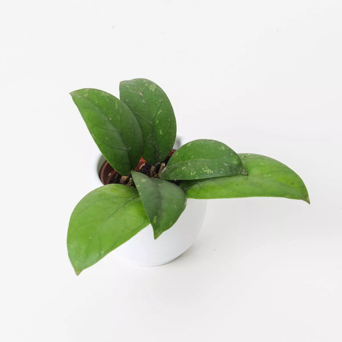 Hoya sp Aceh