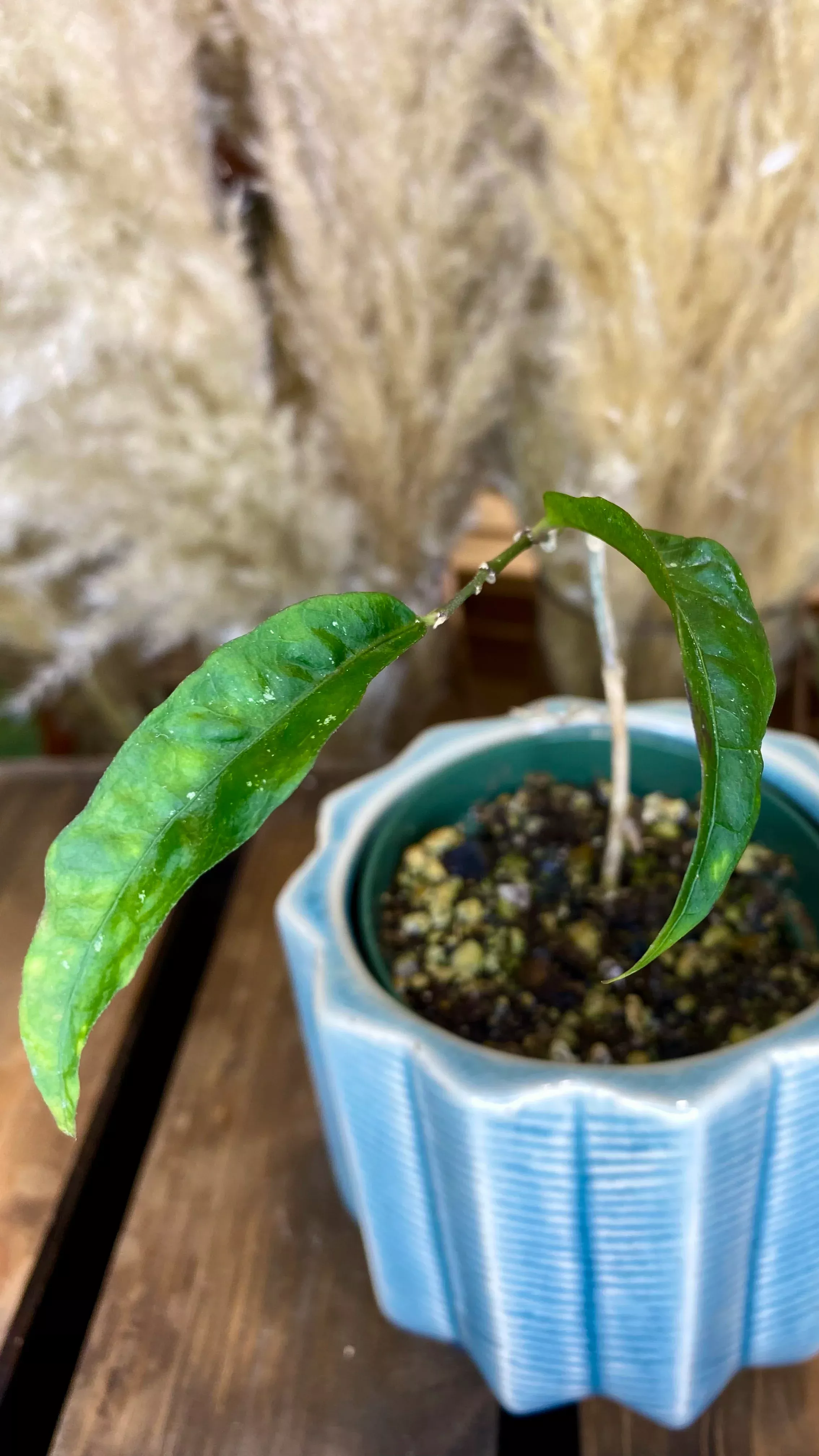 Hoya sp. (Lost ID)