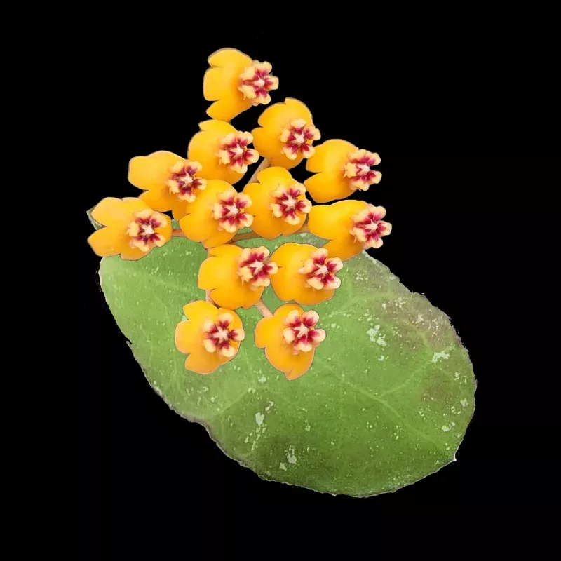 Hoya waymaniae 'Malaysia' - H202