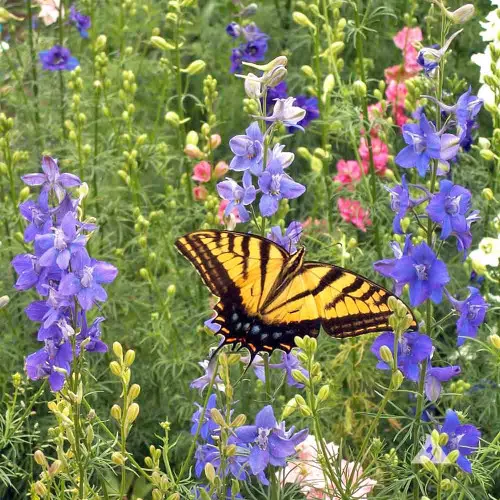 Hummingbird & Butterfly Seed Mix