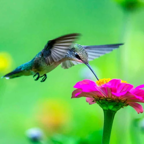 Hummingbird Garden Seed Collection