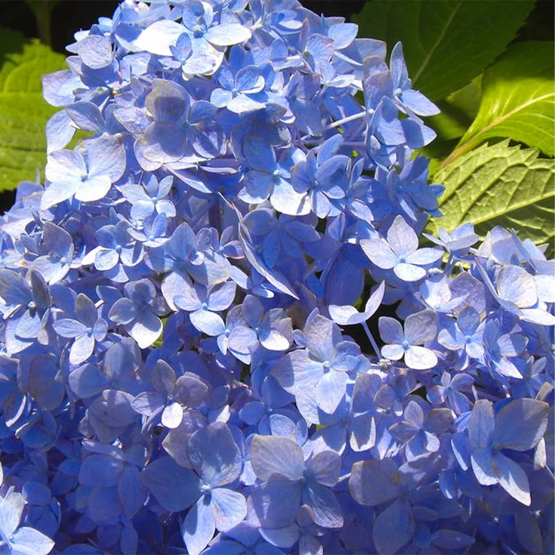 Hydrangea All Summer Beauty