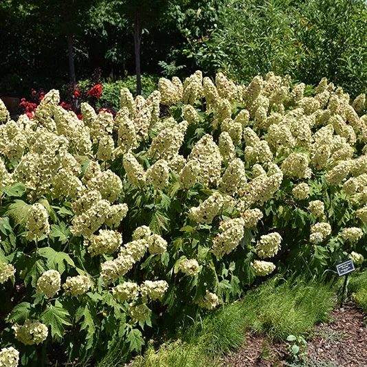 Hydrangea Gatsby Gal Oakleaf
