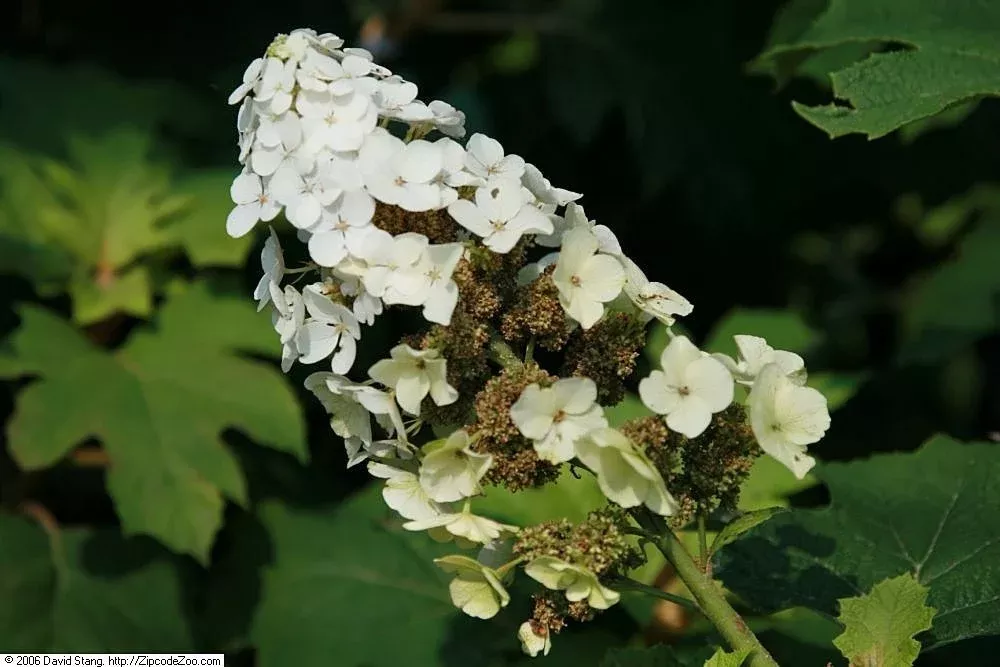 Hydrangea quercifolia ‘Snow Queen’ | oakleaf hydrangea