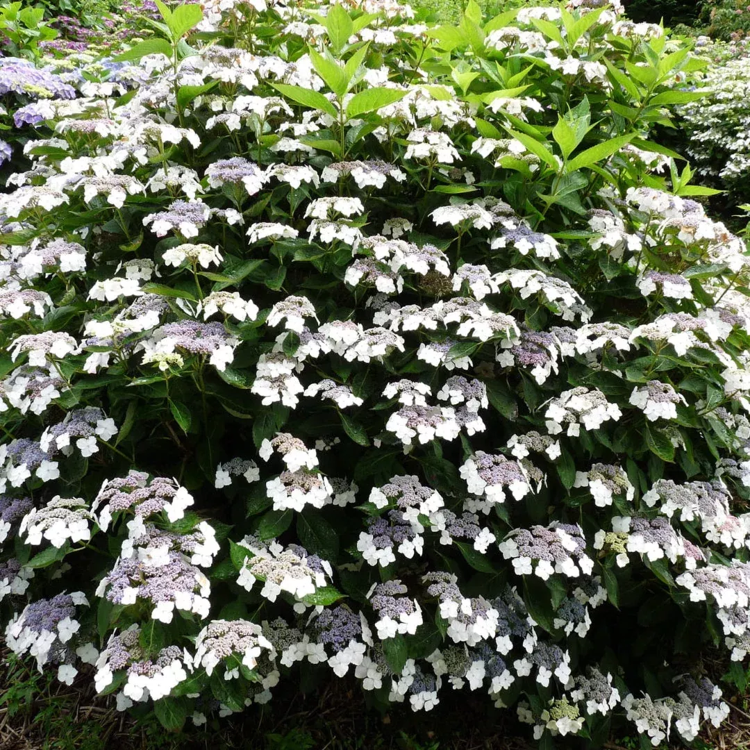 Hydrangea Tokyo Delight