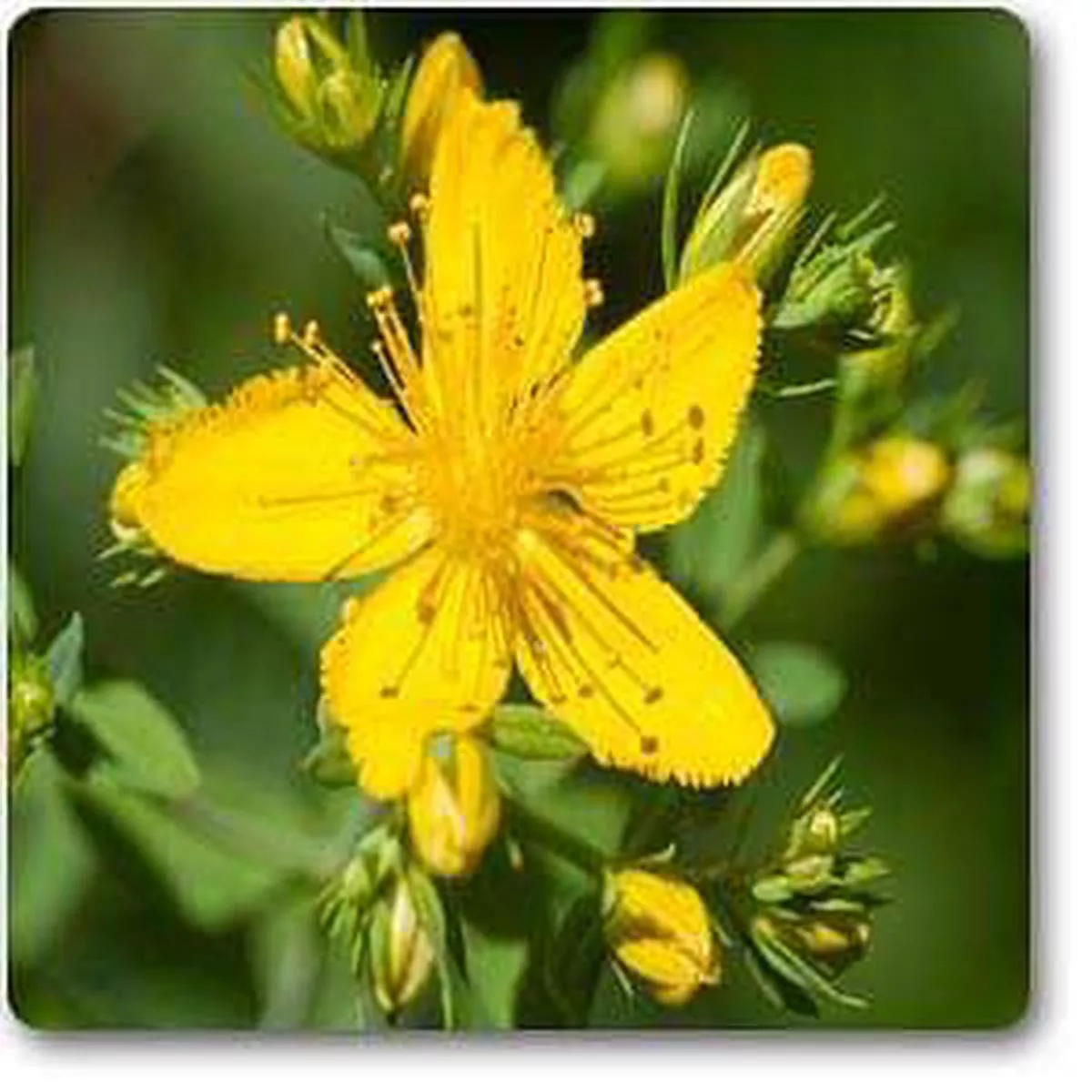 Hypericum perforatum – Plant – Default Title