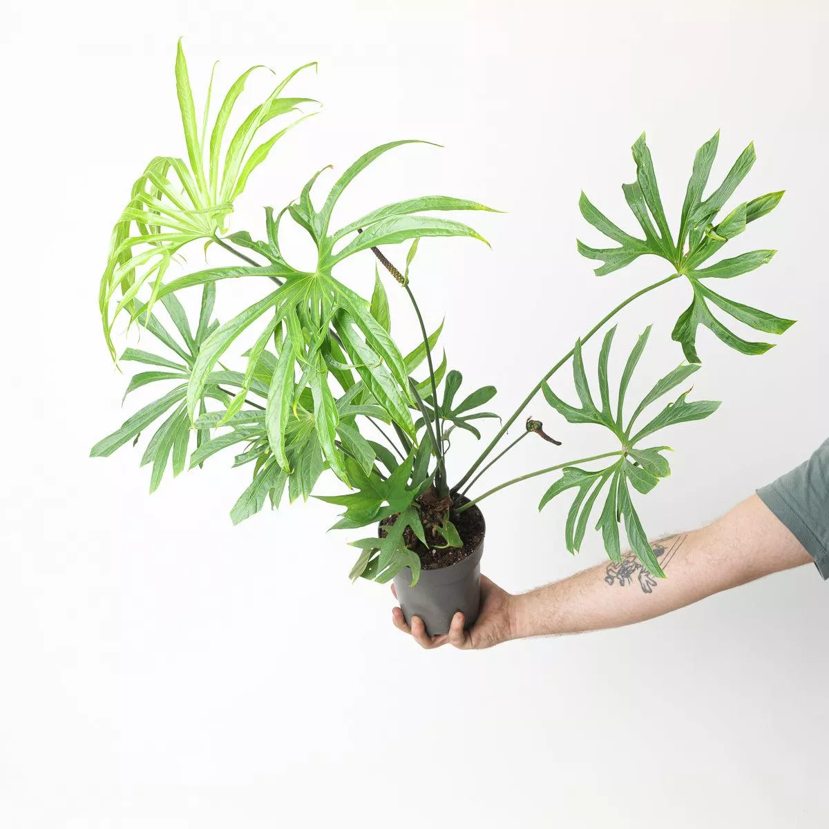 Imperfect Anthurium pedatoradiatum