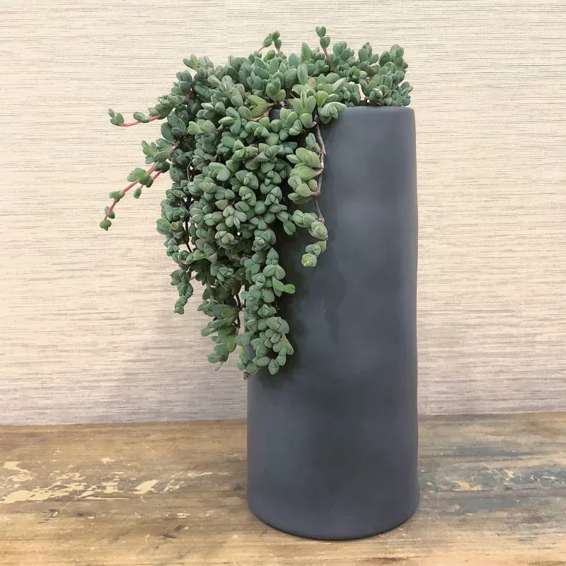 (In Stock) Braunsia Maximiliani, (Random)
