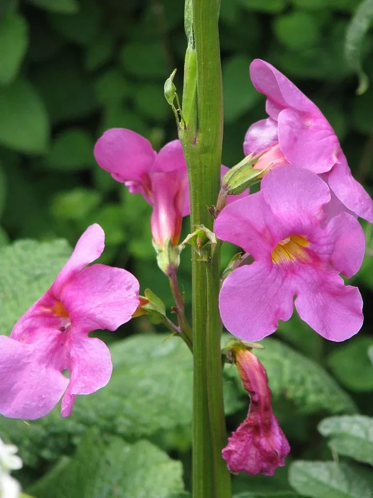 Incarvillea delavayi | hardy gloxinia