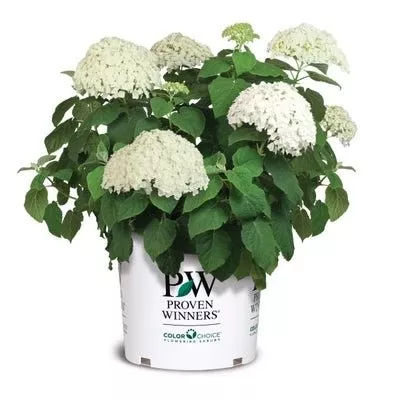 Incrediball Smooth Hydrangea