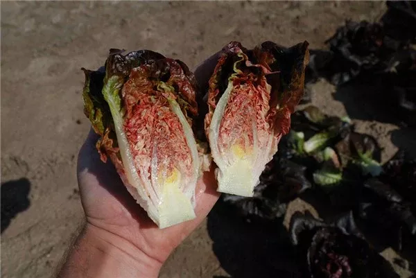 Intred F1Romaine Lettuce, pelleted seed