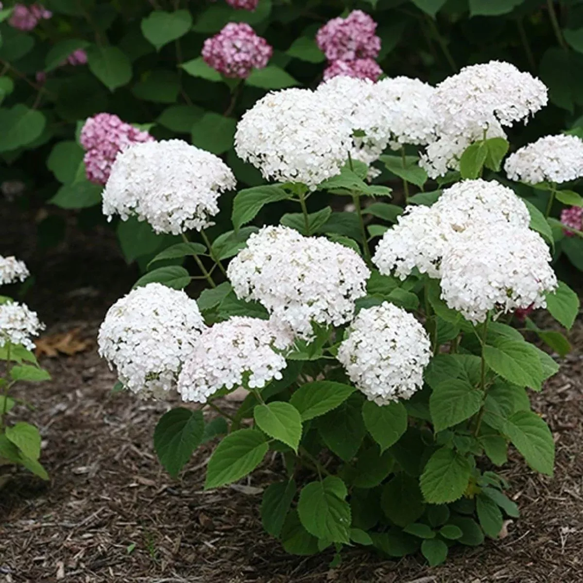 Invincibelle Wee White Smooth 2.0 Hydrangea