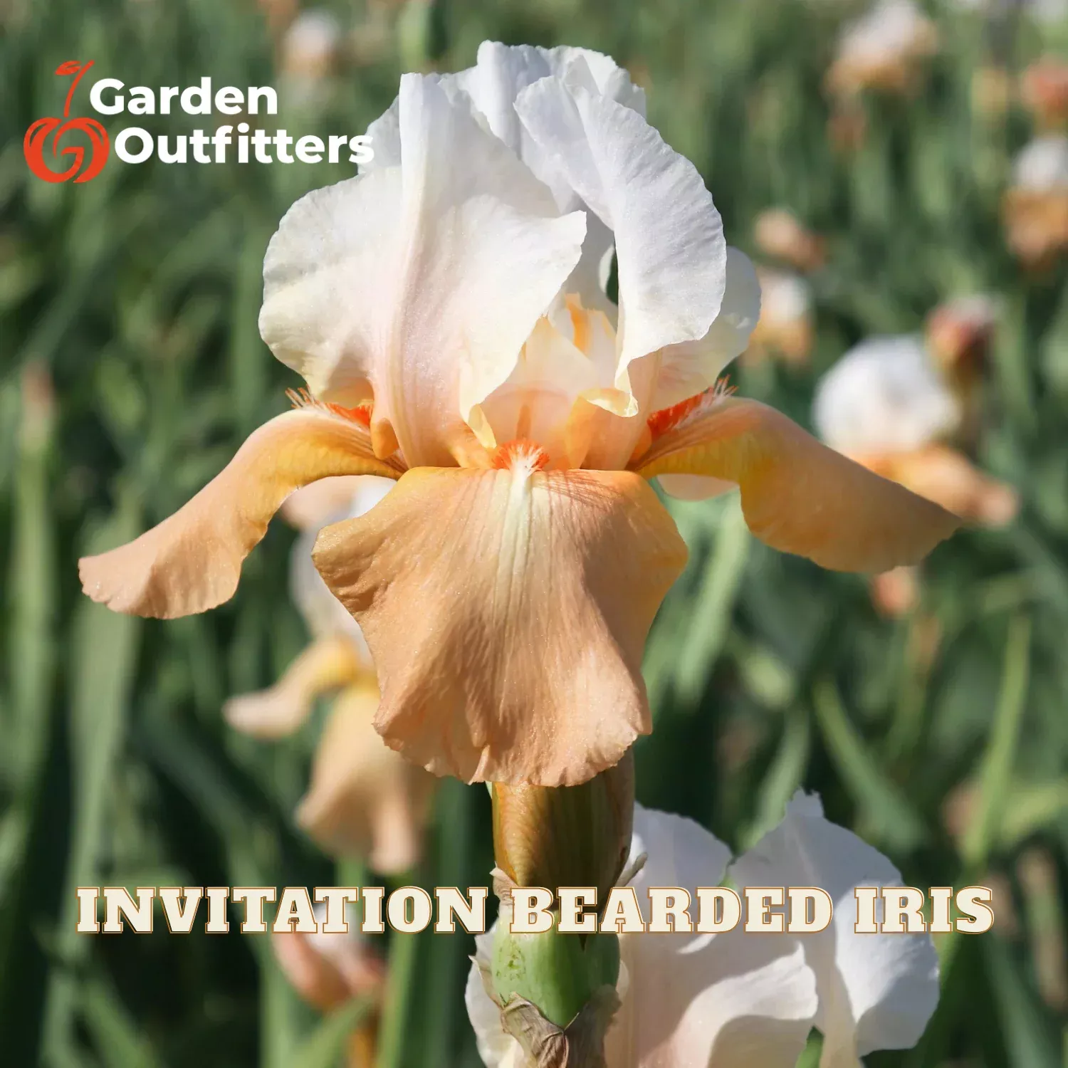 Invitation Bearded Iris (IRIS GERMANICA INVITATION) – 1 gallon